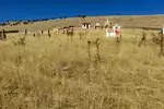 Jesiden