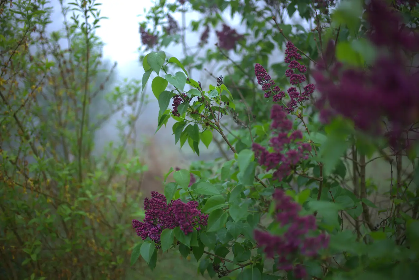 Nebel im Garten