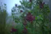 Garten-im-nebel