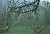 Garten-im-nebel