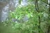 Garten-im-nebel