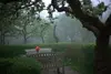Garten-im-nebel