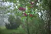 Garten-im-nebel