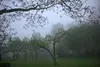 Garten im Nebel verhüllt