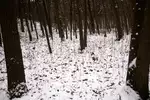 Genderwald 01