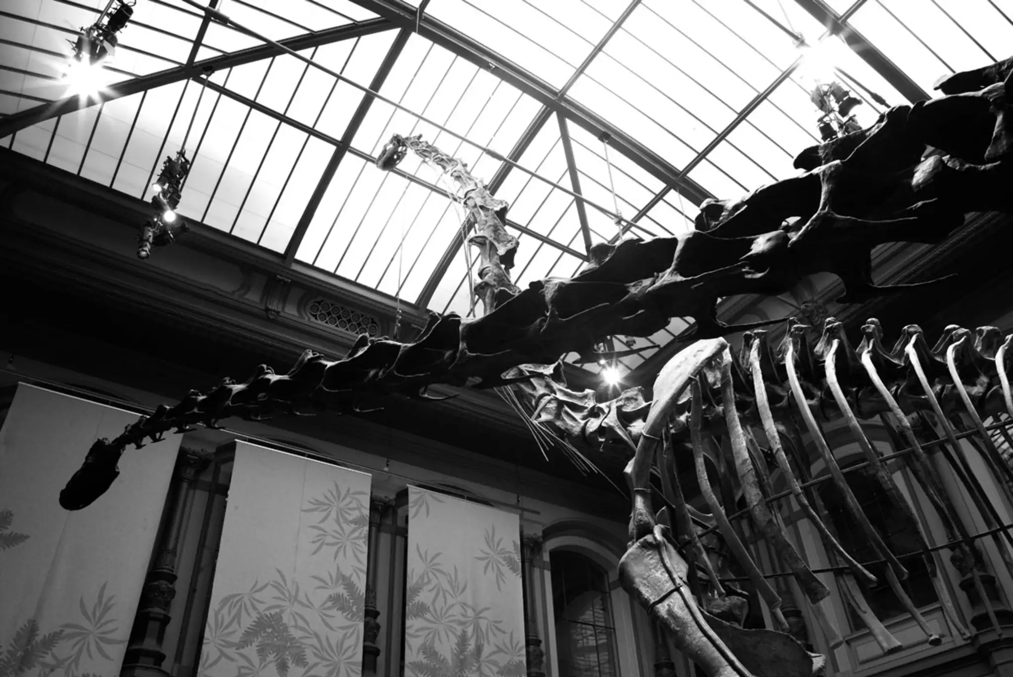Naturkundemuseum Berlin