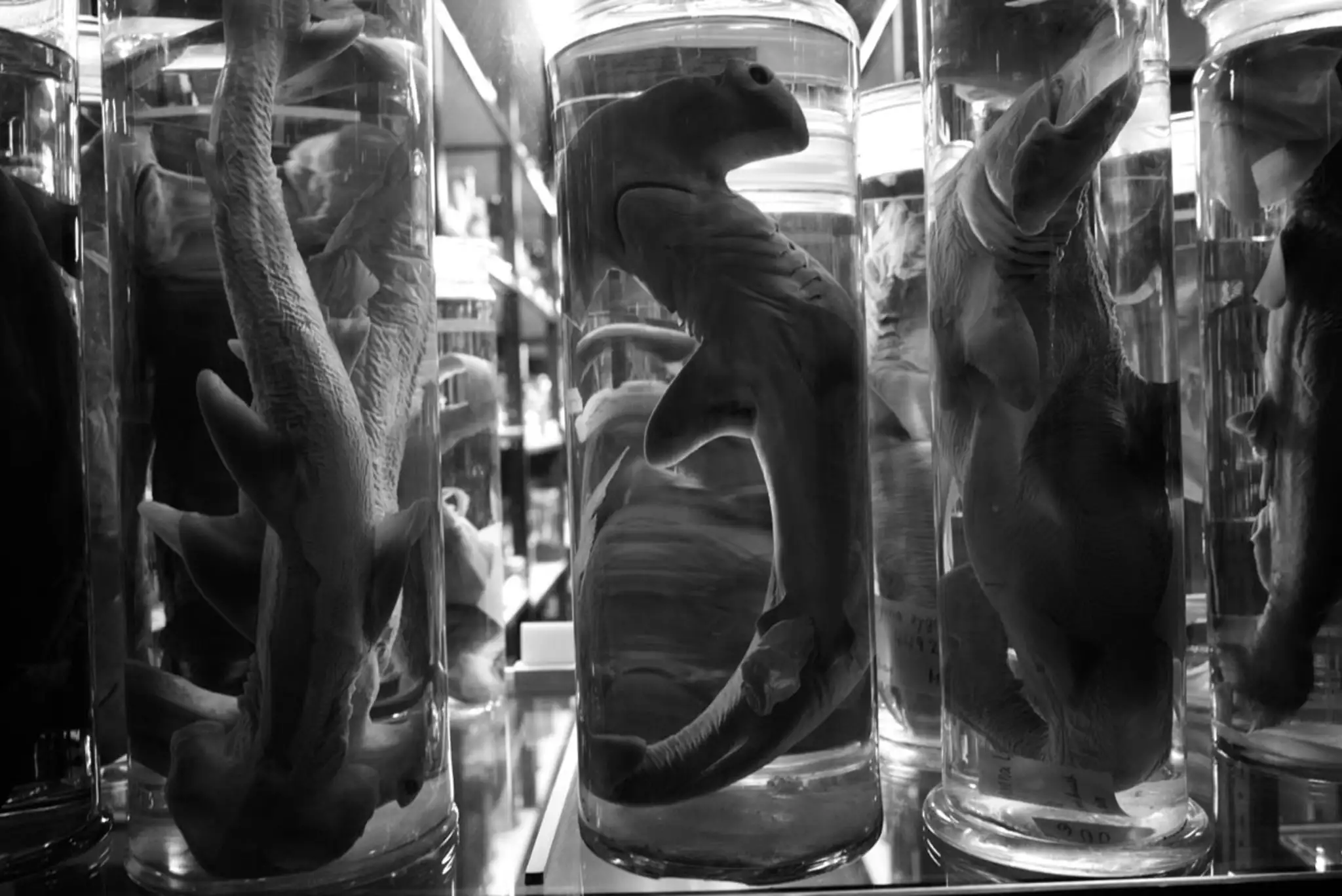 Naturkundemuseum Berlin