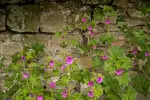 Wales- Coastal Path 01