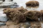 Wales- Coastal Path 21