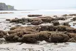 Wales- Coastal Path 26