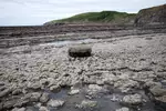 Wales- Coastal Path 32