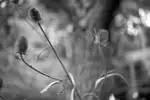 Disteln 05