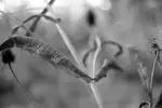 Disteln 10
