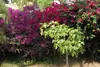 Beverly-Hills