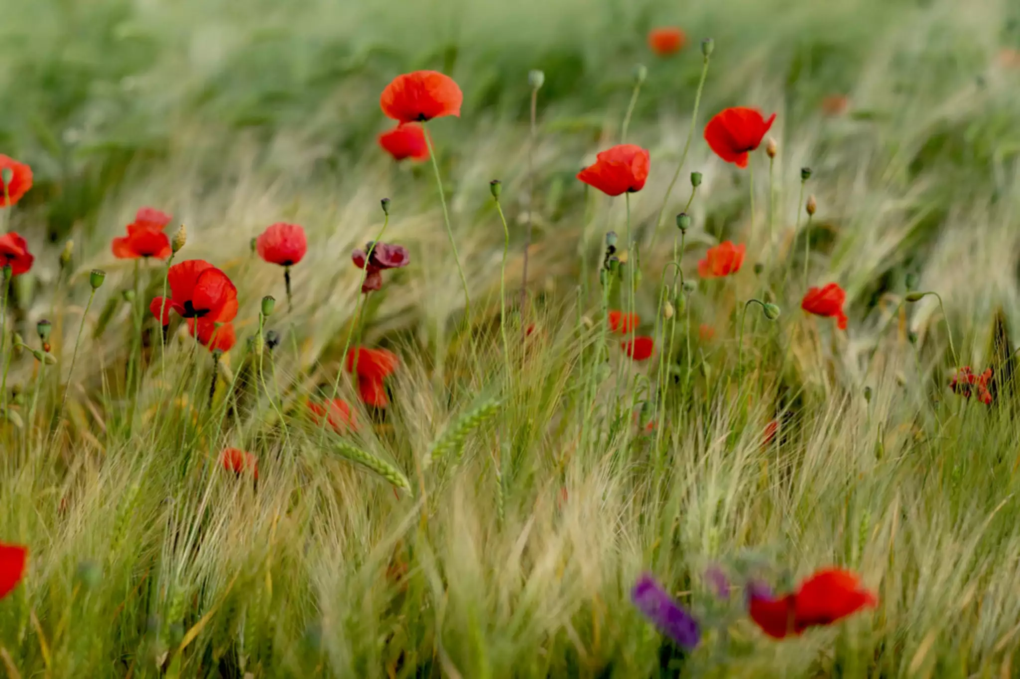 Mohnblumen