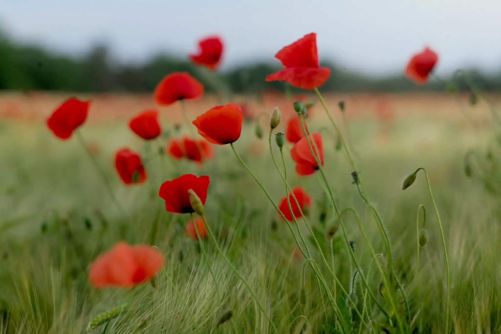 Mohnblumen