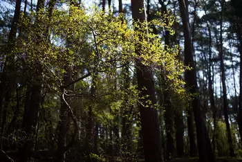 Den
