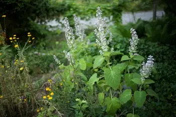Sommergarten