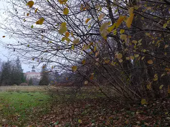 Ein