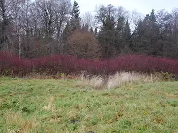 Ein